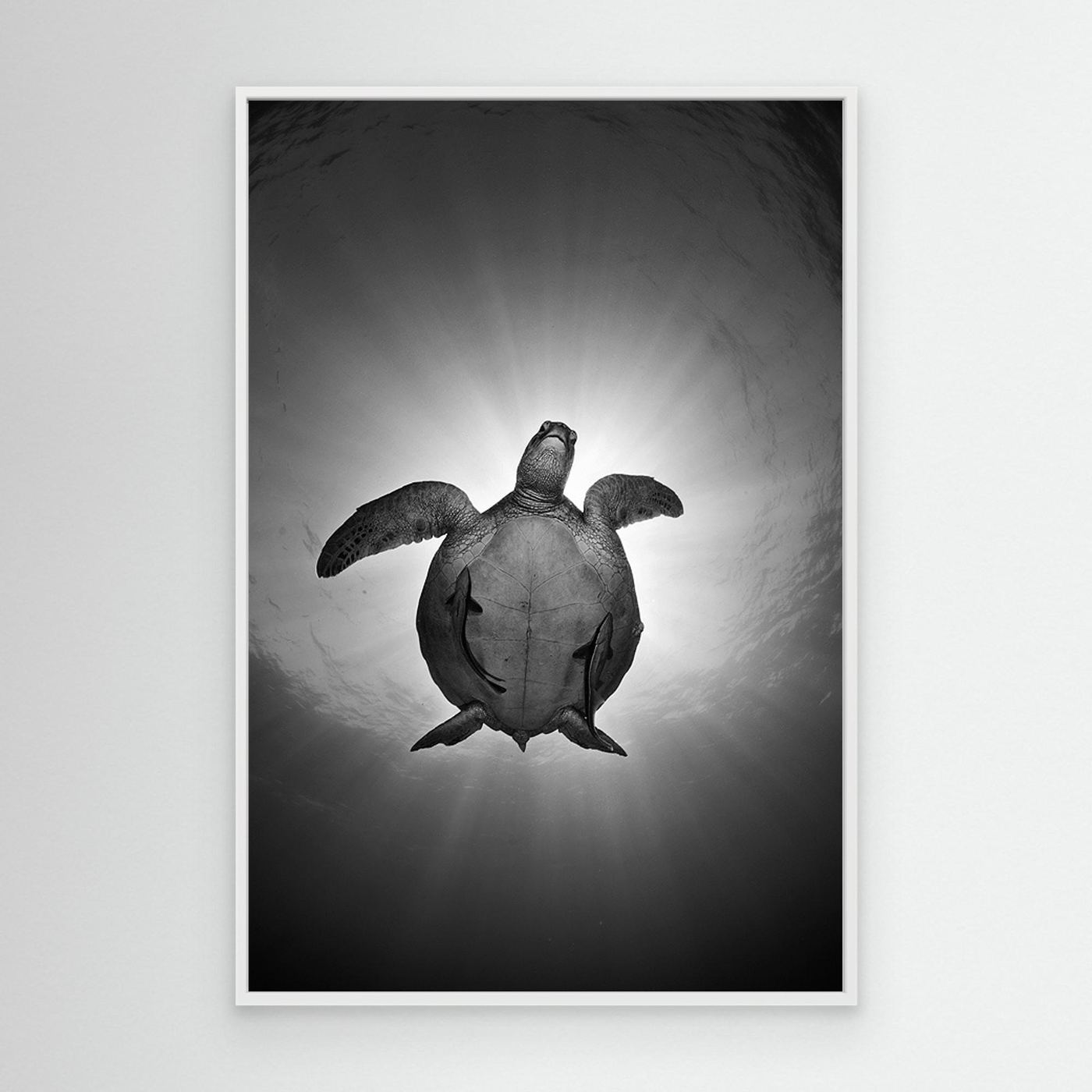Sun by Andrey Narchuk Canvas