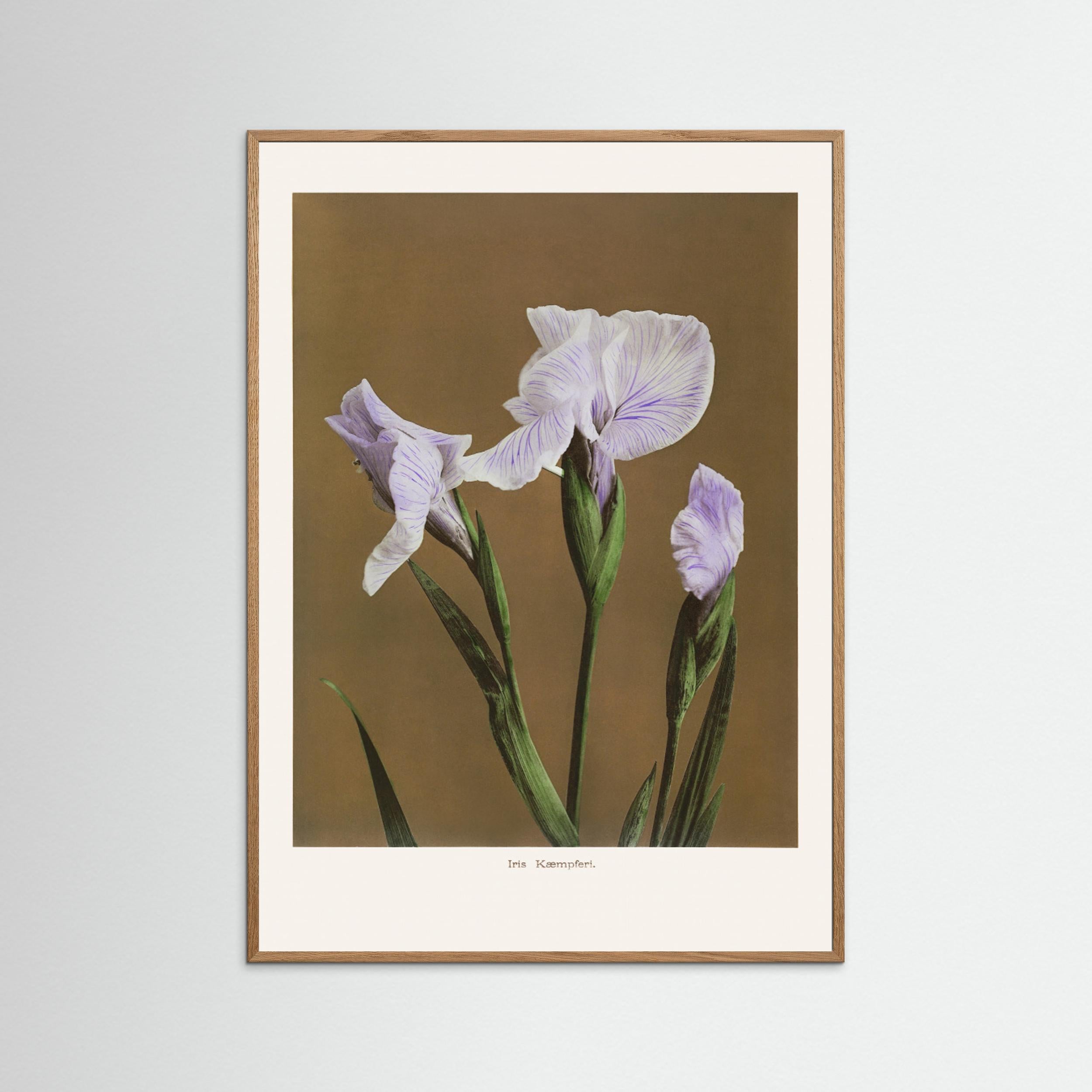 Iris Kæmpferi no2 Fine Art Paper 