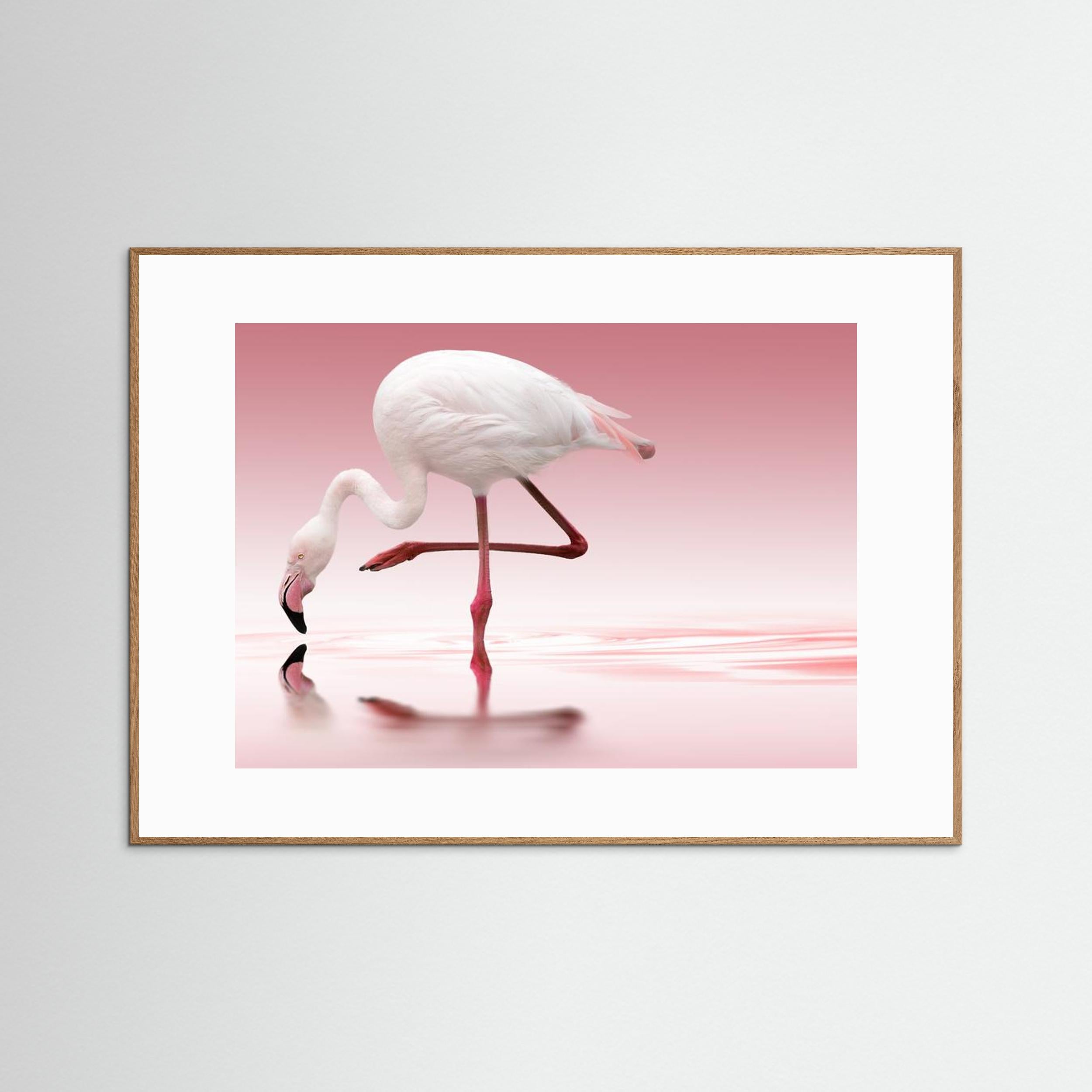 Flamingo by Doris Reindl Fine Art Paper 