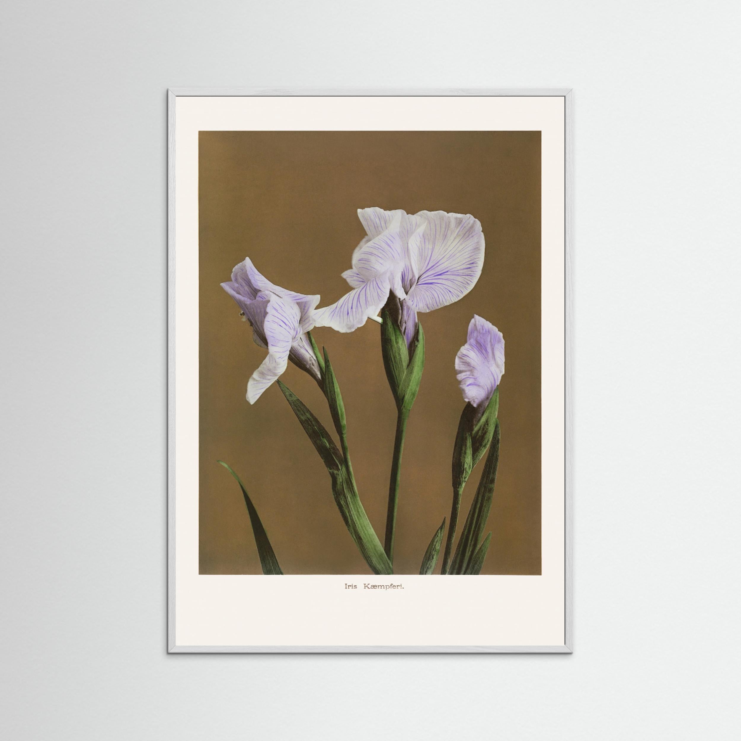 Iris Kæmpferi no2 Fine Art Paper 
