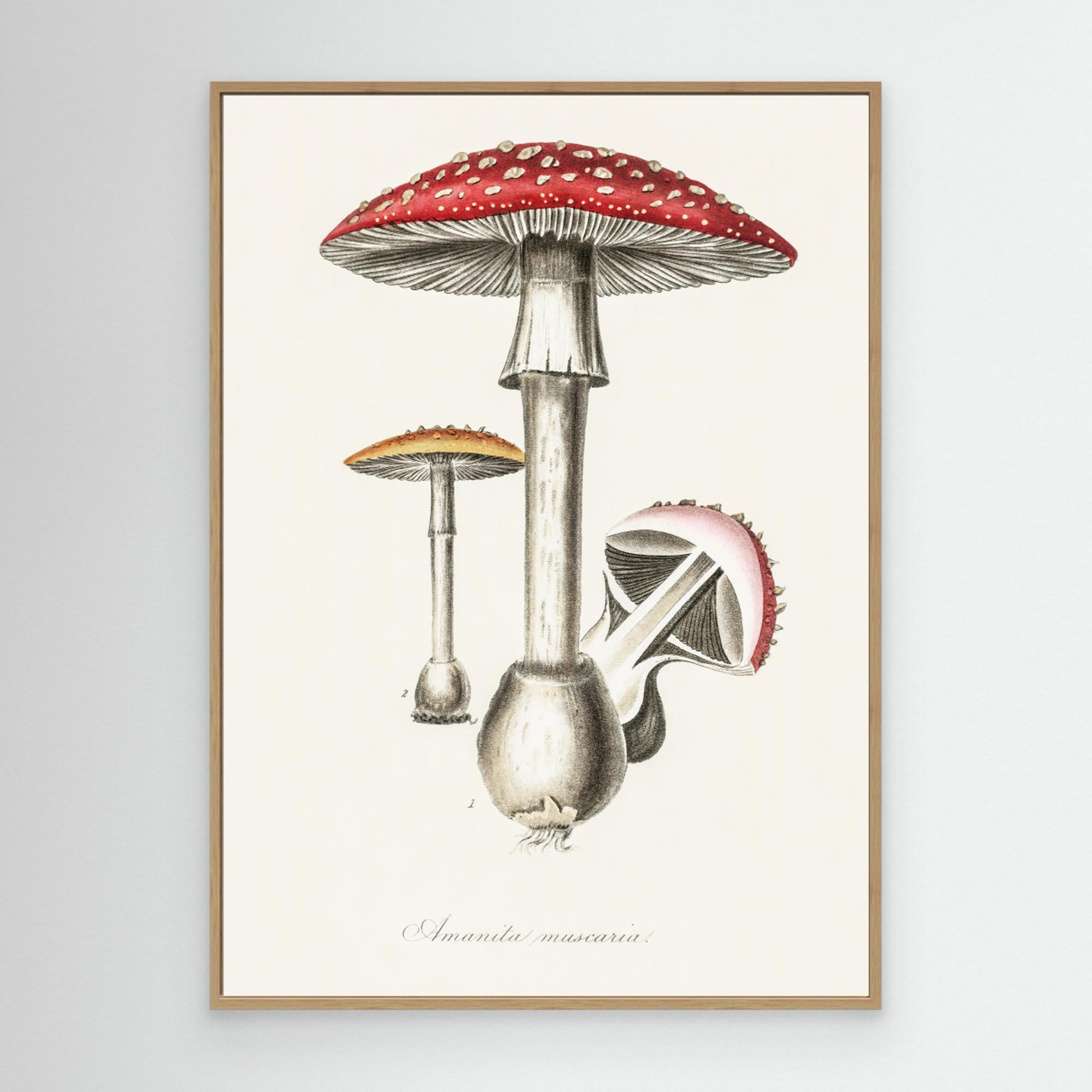 Amanita Muscaria Illustration. Medical Botany 1836 Canvas