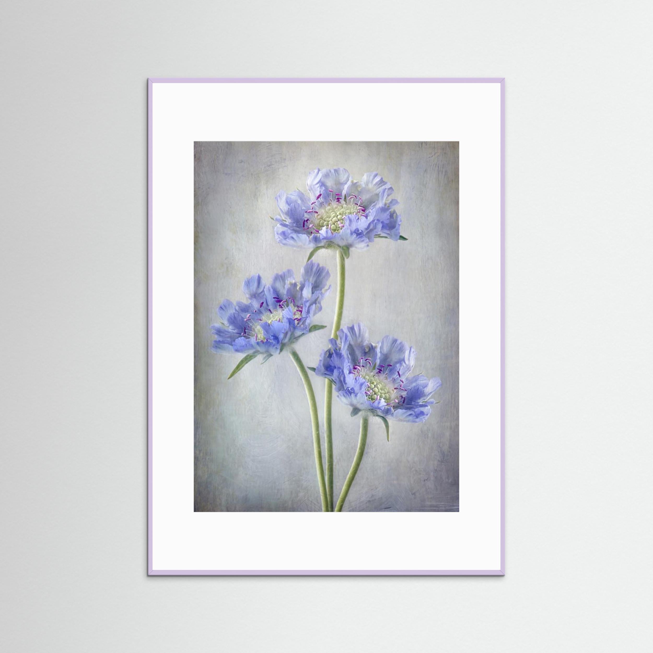 Scabiosa by Mandy Disher