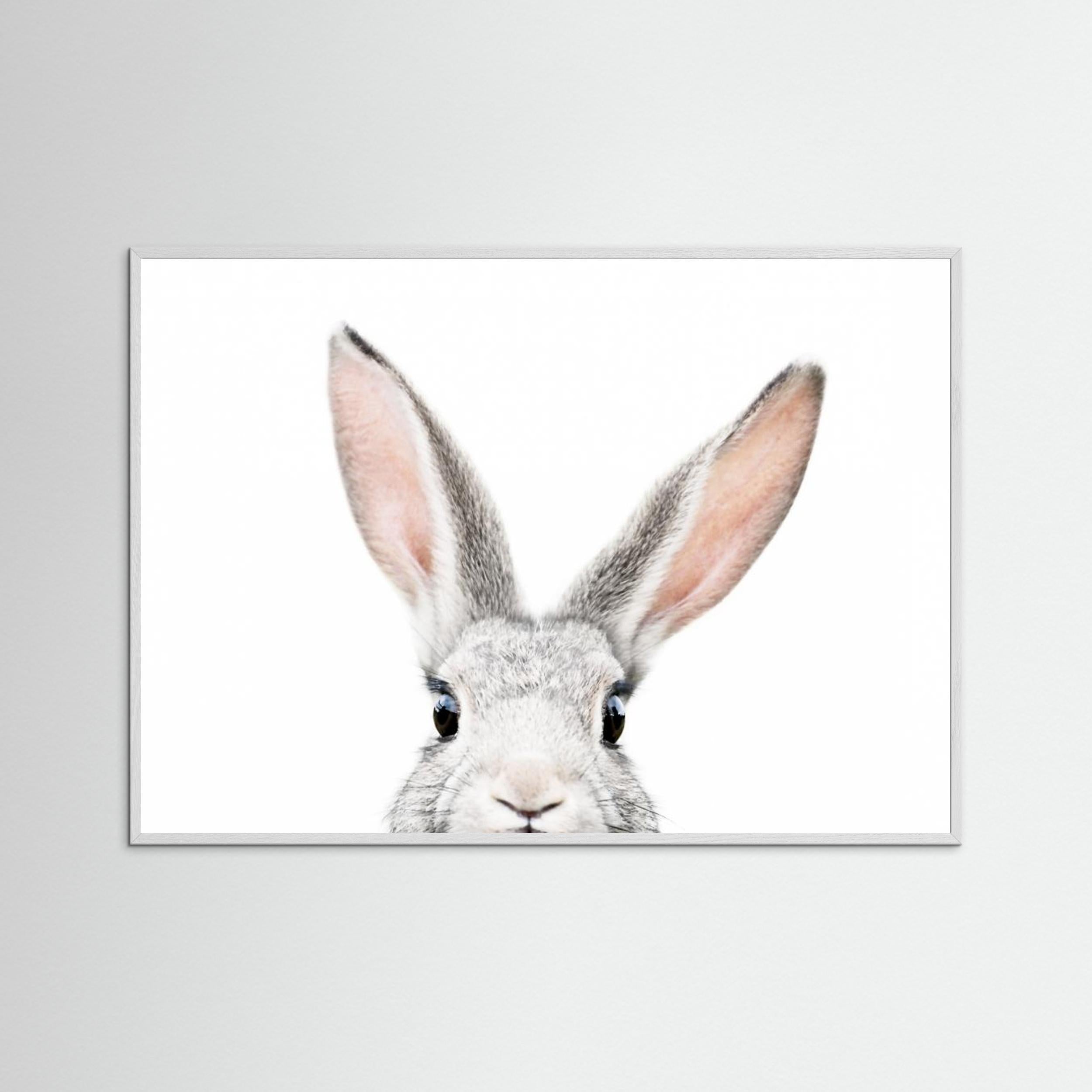 Peeking Bunny by Kathrin Pienaar Fine Art Paper 