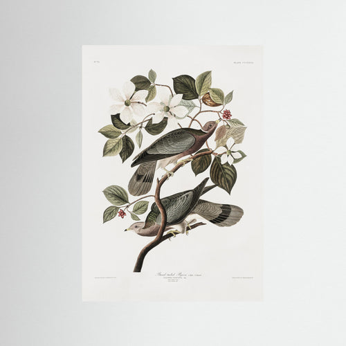 Brand Tailed Pigeon From Birds Of America (1827) by Pictufy
