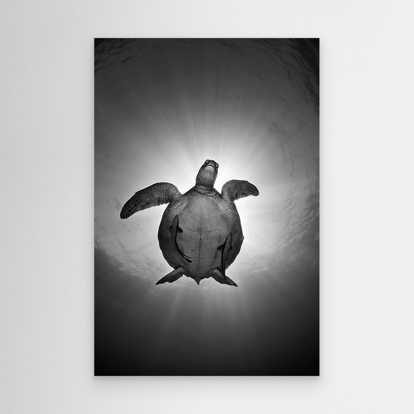 Sun by Andrey Narchuk Canvas
