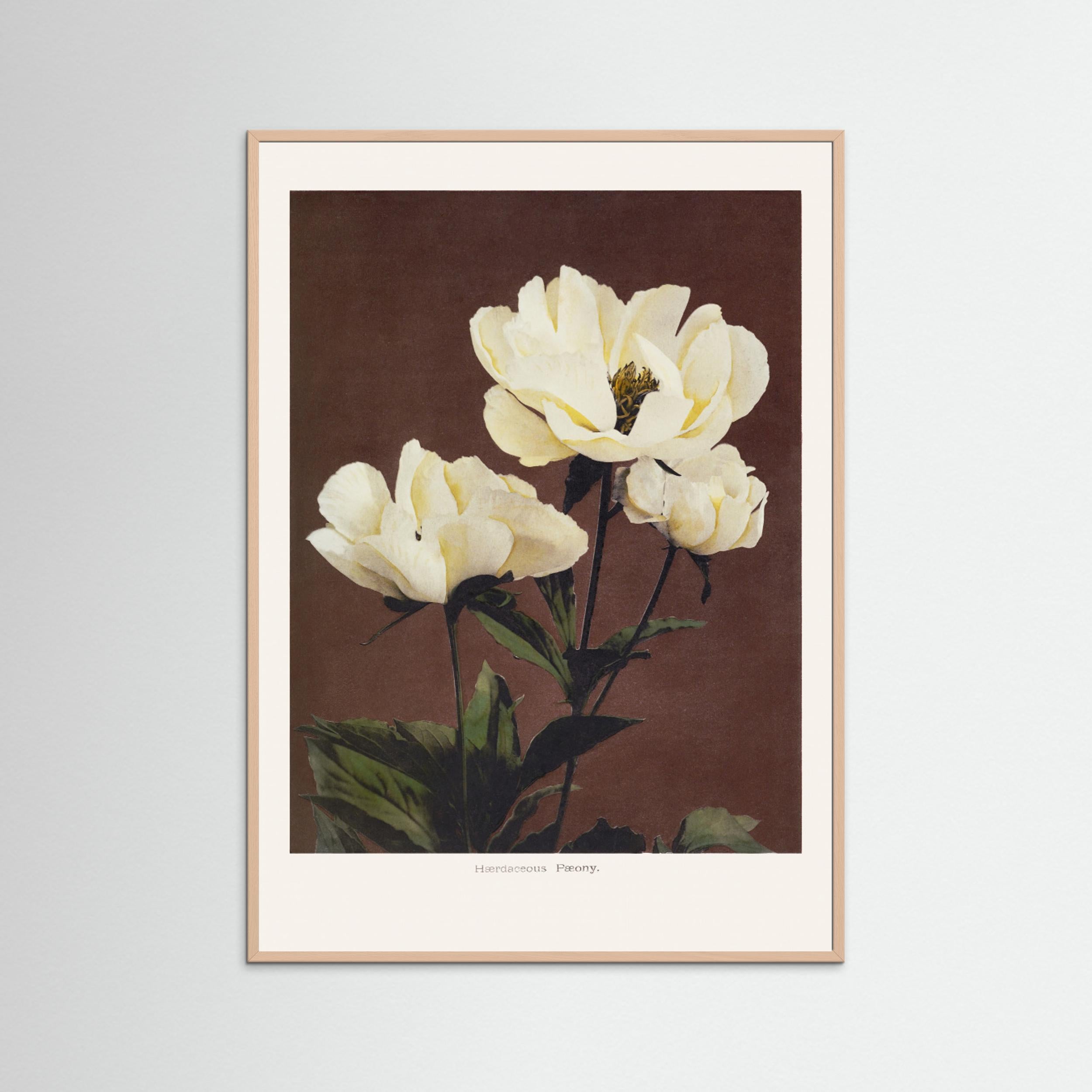 Hærdaceous Peony Fine Art Paper 