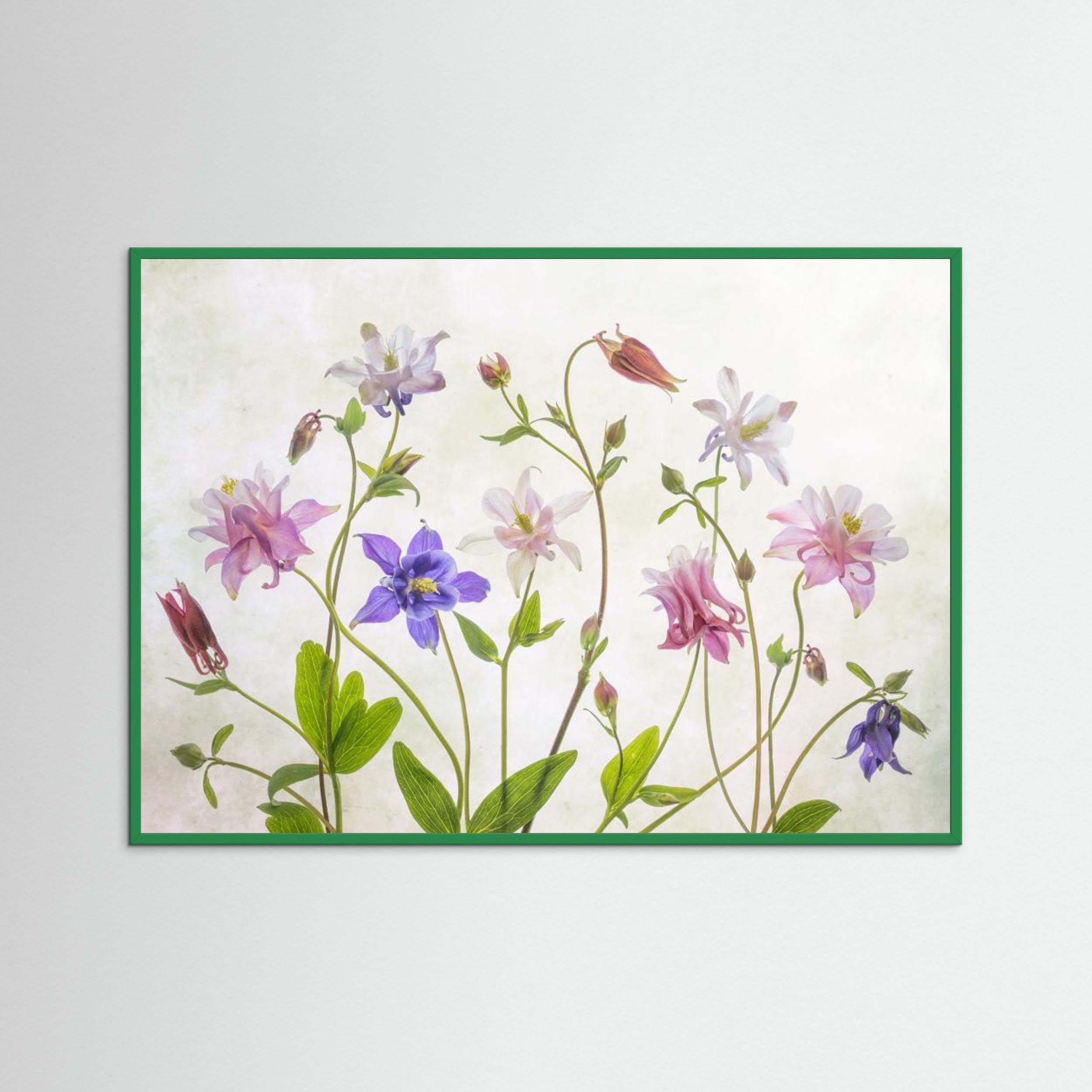 Columbine by Mandy Disher Fine Art Paper 