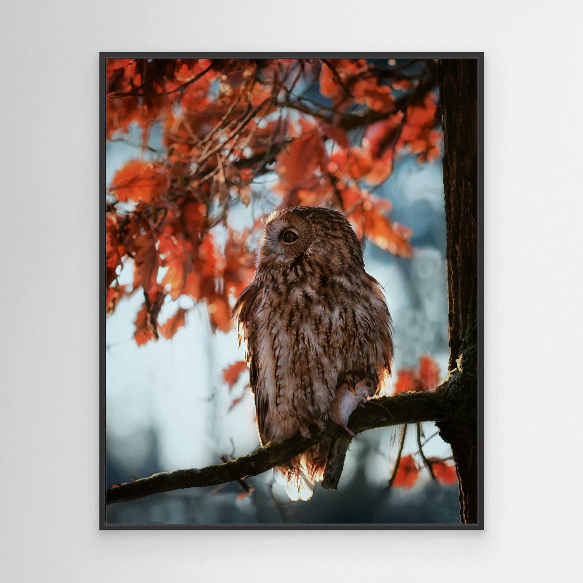 Resting owl with prey by Michaela Firešován Canvas