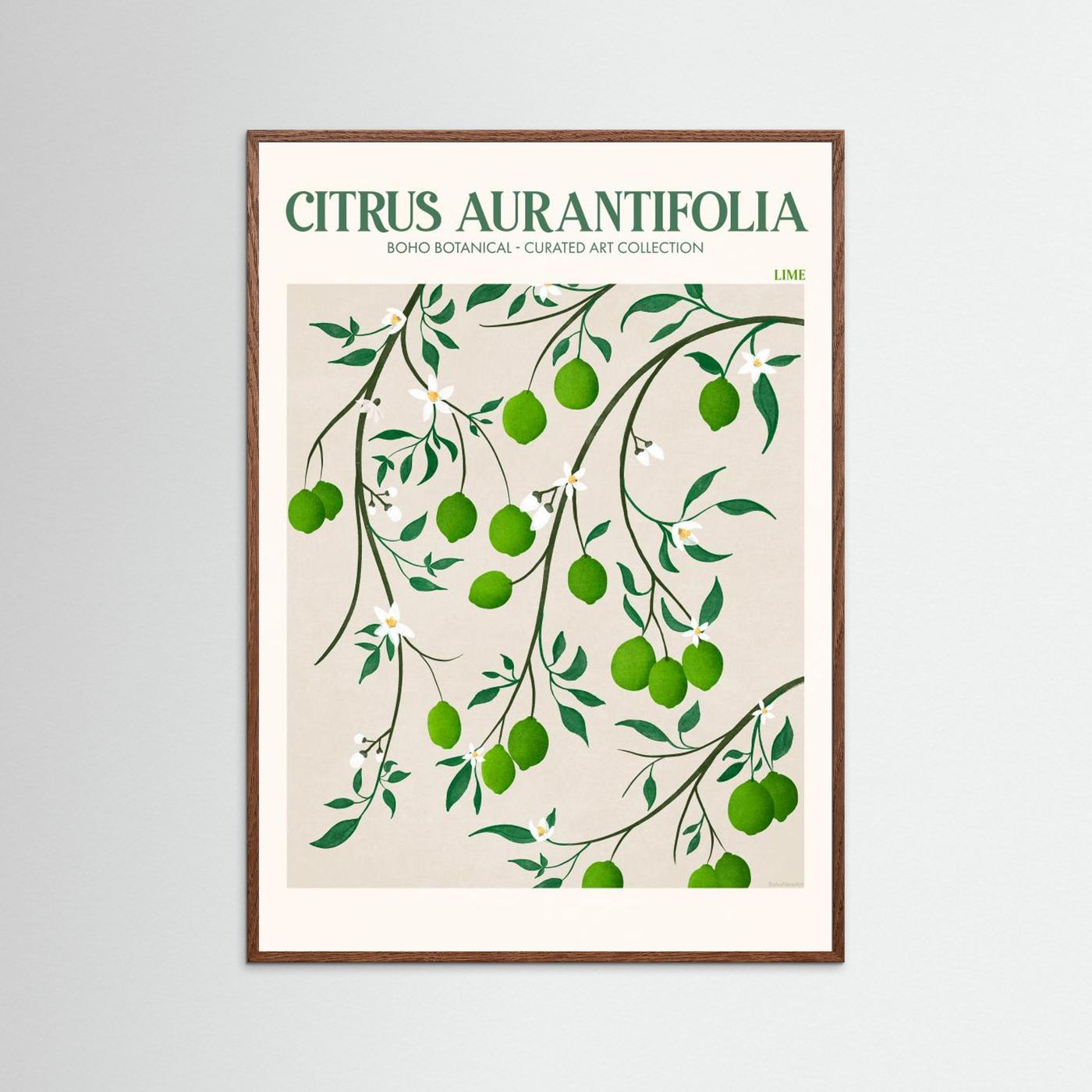 Citrus Aurantifolia - Lime by Emel Tunaboylu Fine Art Paper