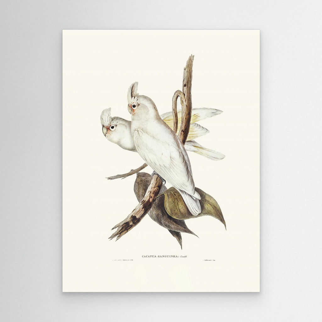 Blood Stained Cockatoo by Pictufy Canvas