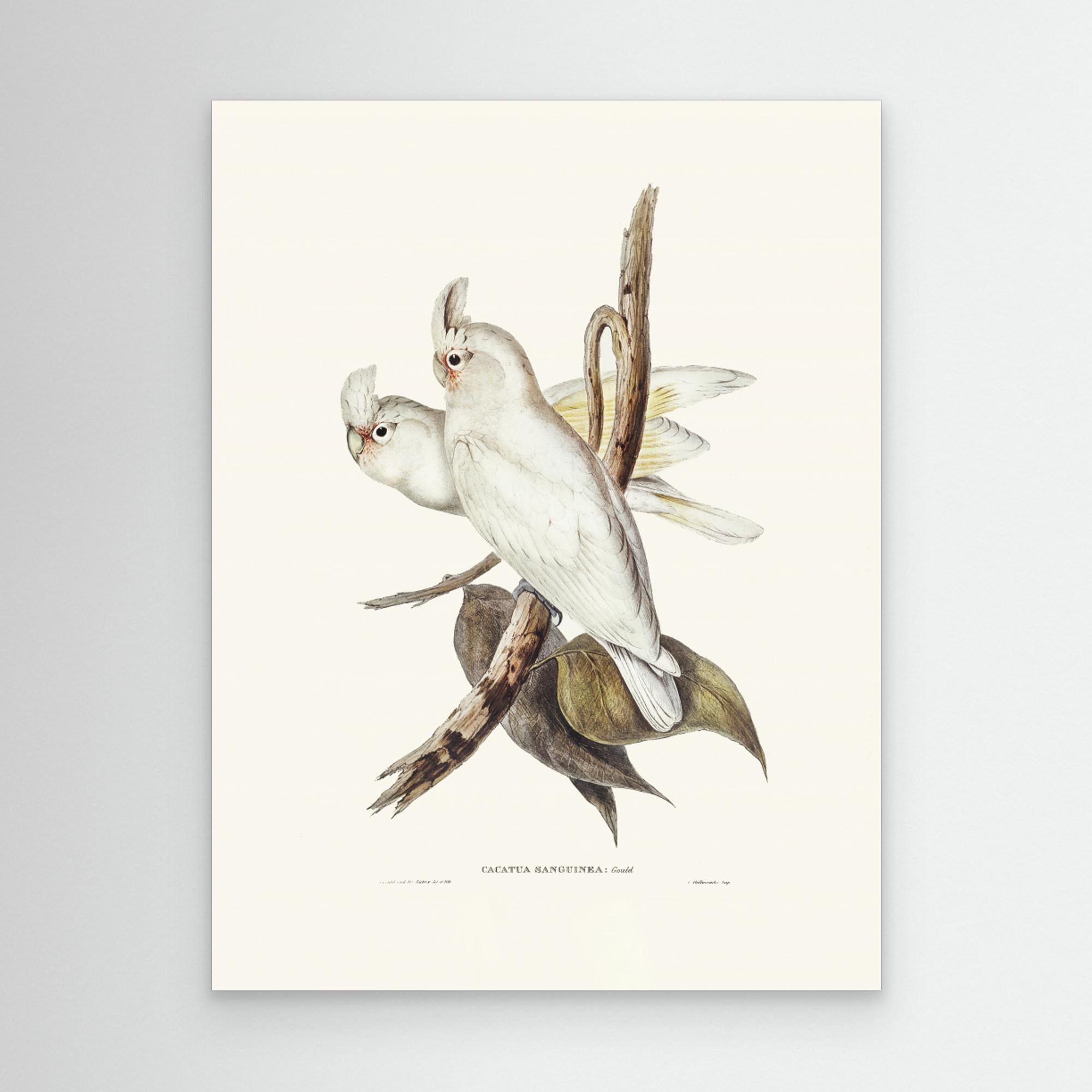 Blood Stained Cockatoo by Pictufy Canvas