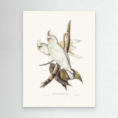 Blood Stained Cockatoo by Pictufy Canvas