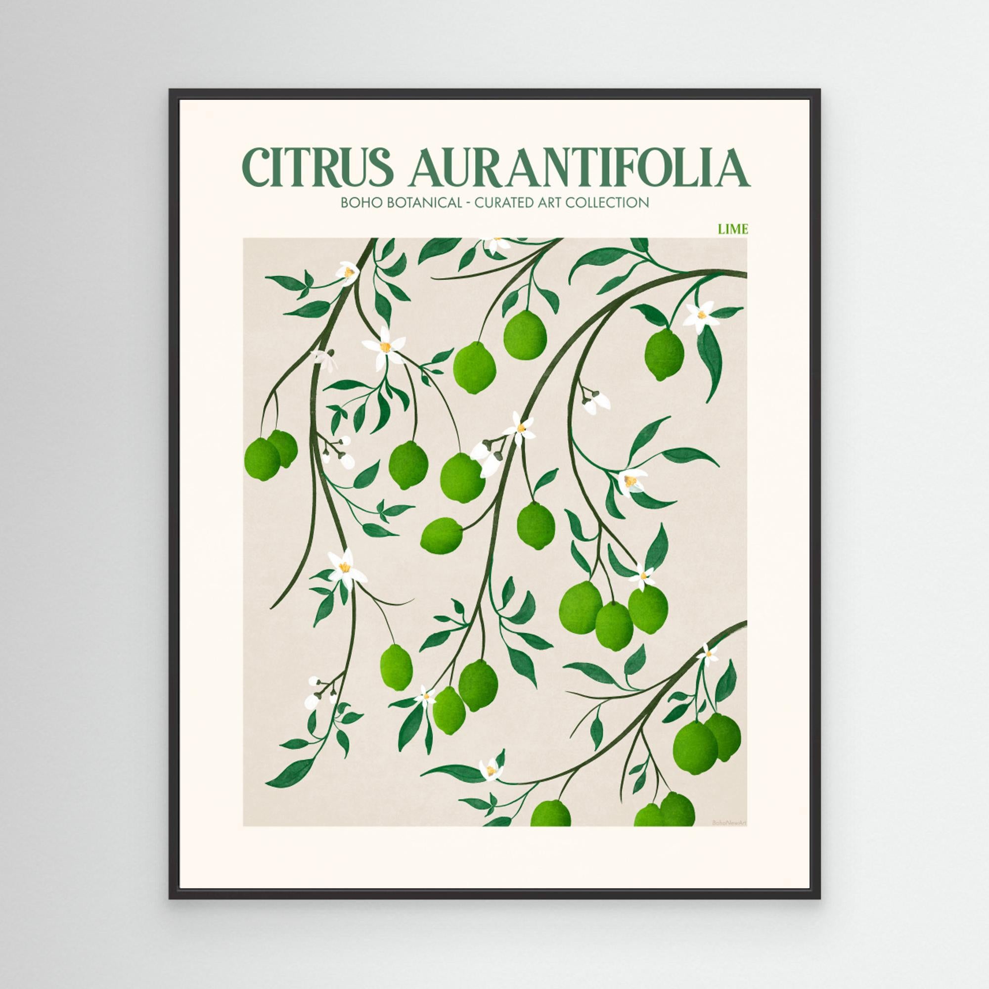 Citrus Aurantifolia - Lime by Emel Tunaboylucan Canvas