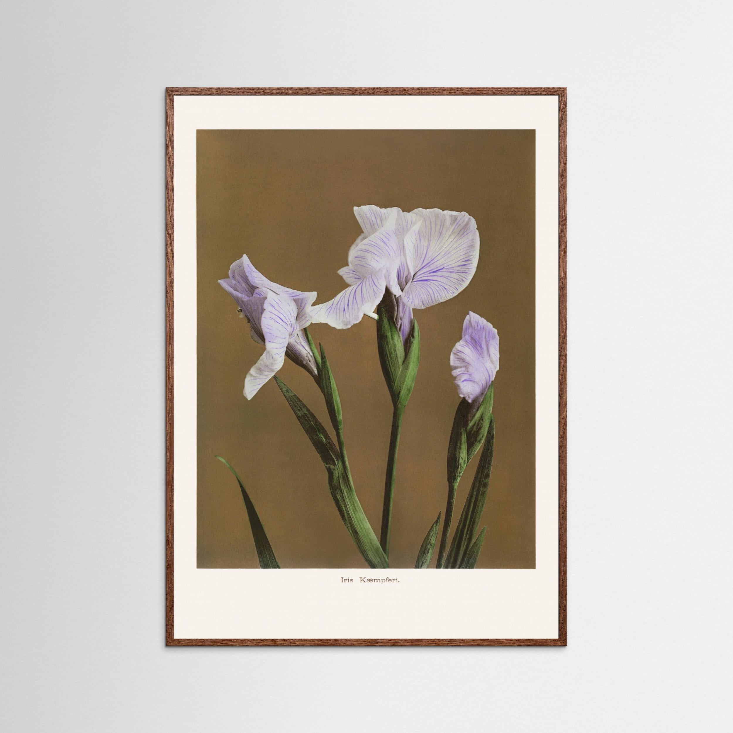 Iris Kæmpferi no2 Fine Art Paper 