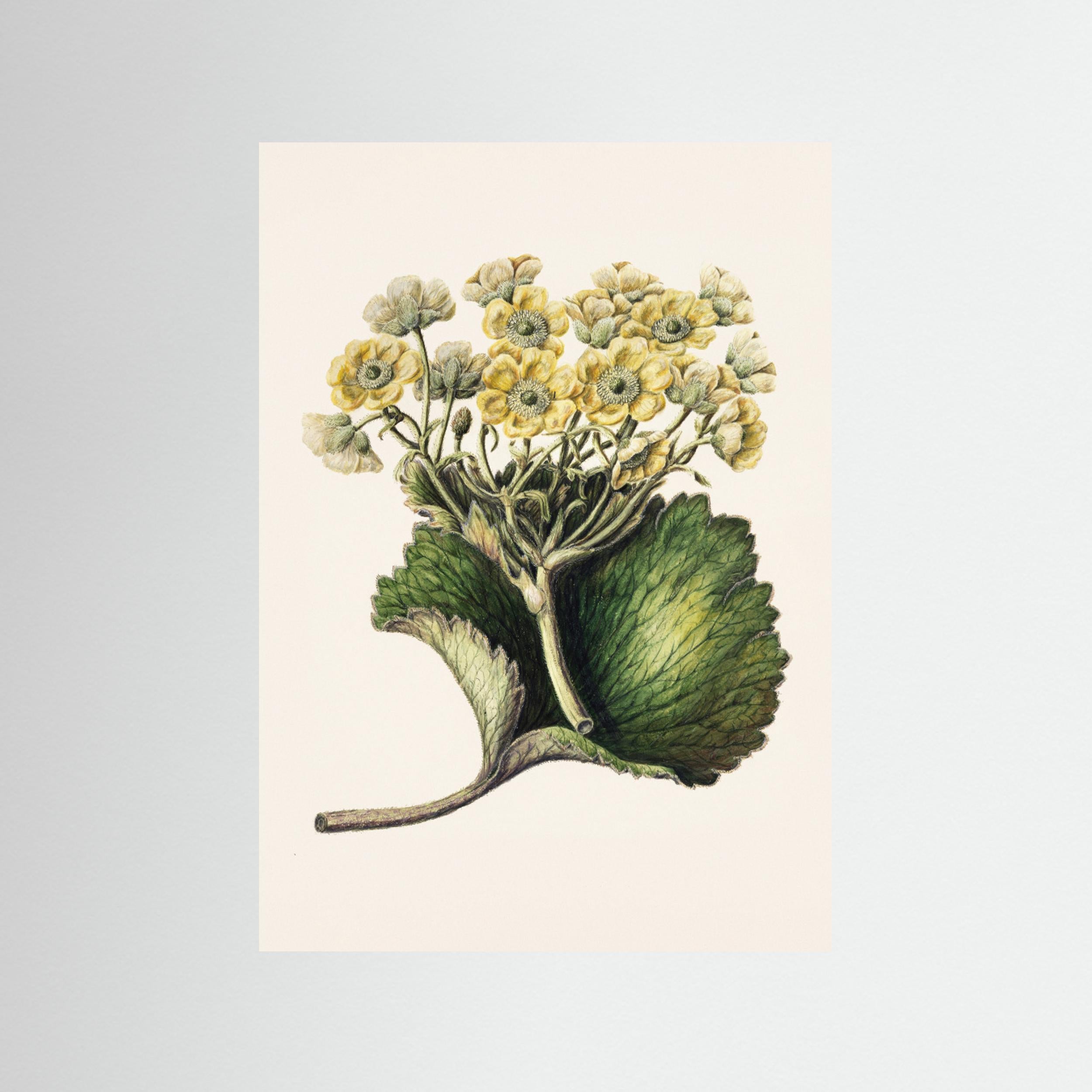 Korikor Drawn By Sarah Featon (1848–1927 Fine Art Paper