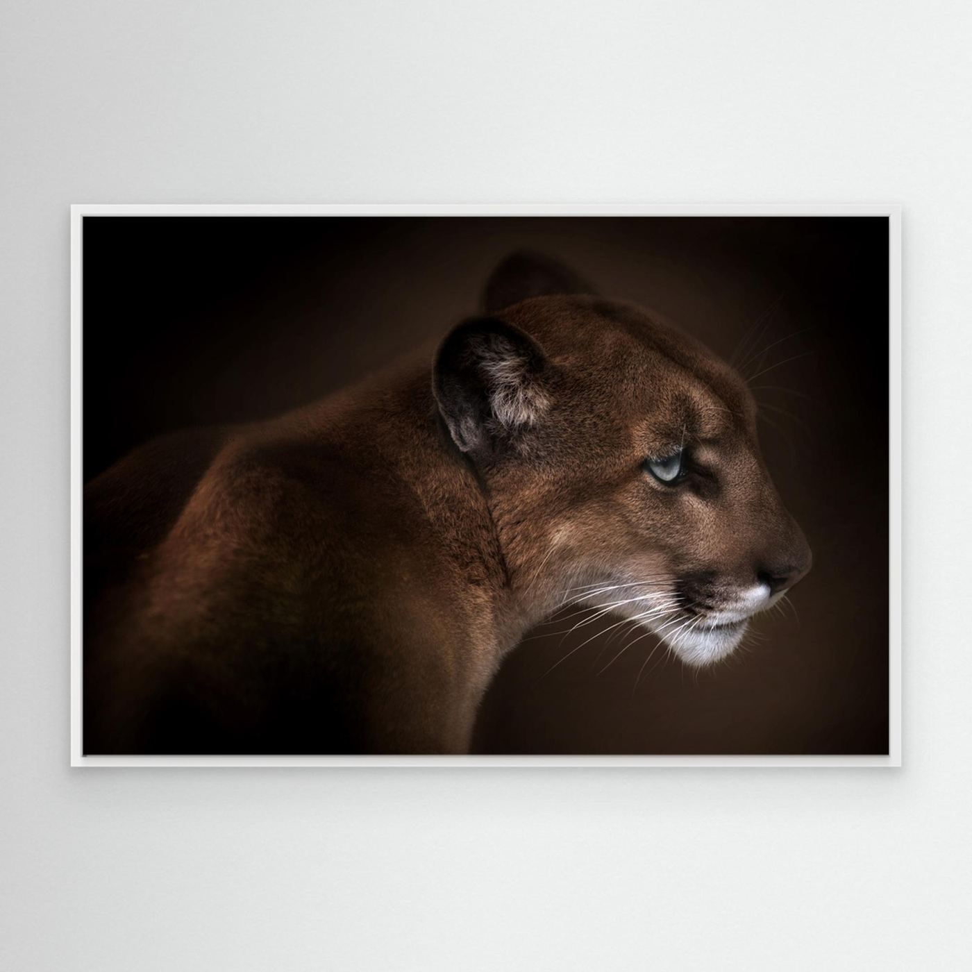 Puma by Doris Reindl Canvas