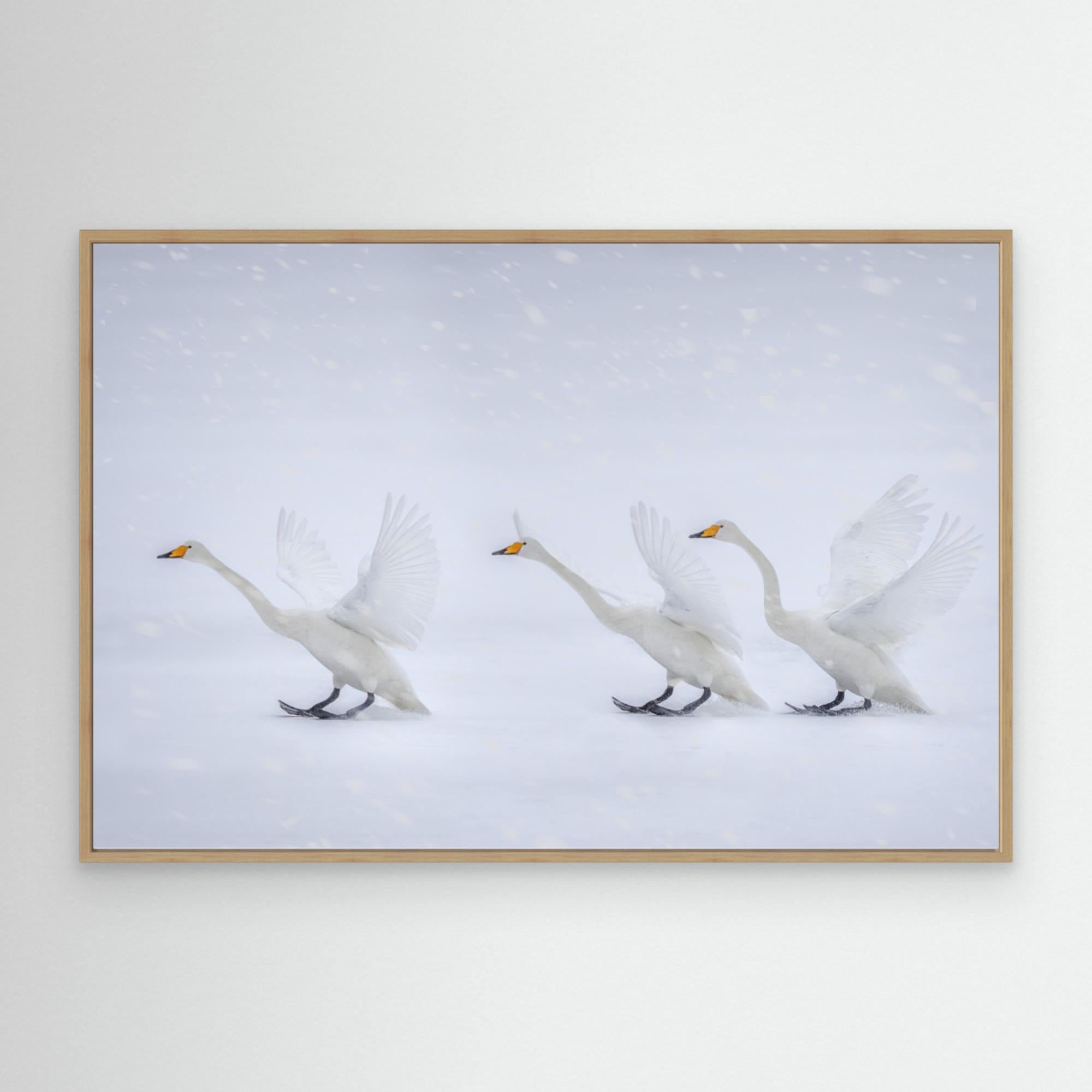 Happy in the white world by Qing Zhao Canvas