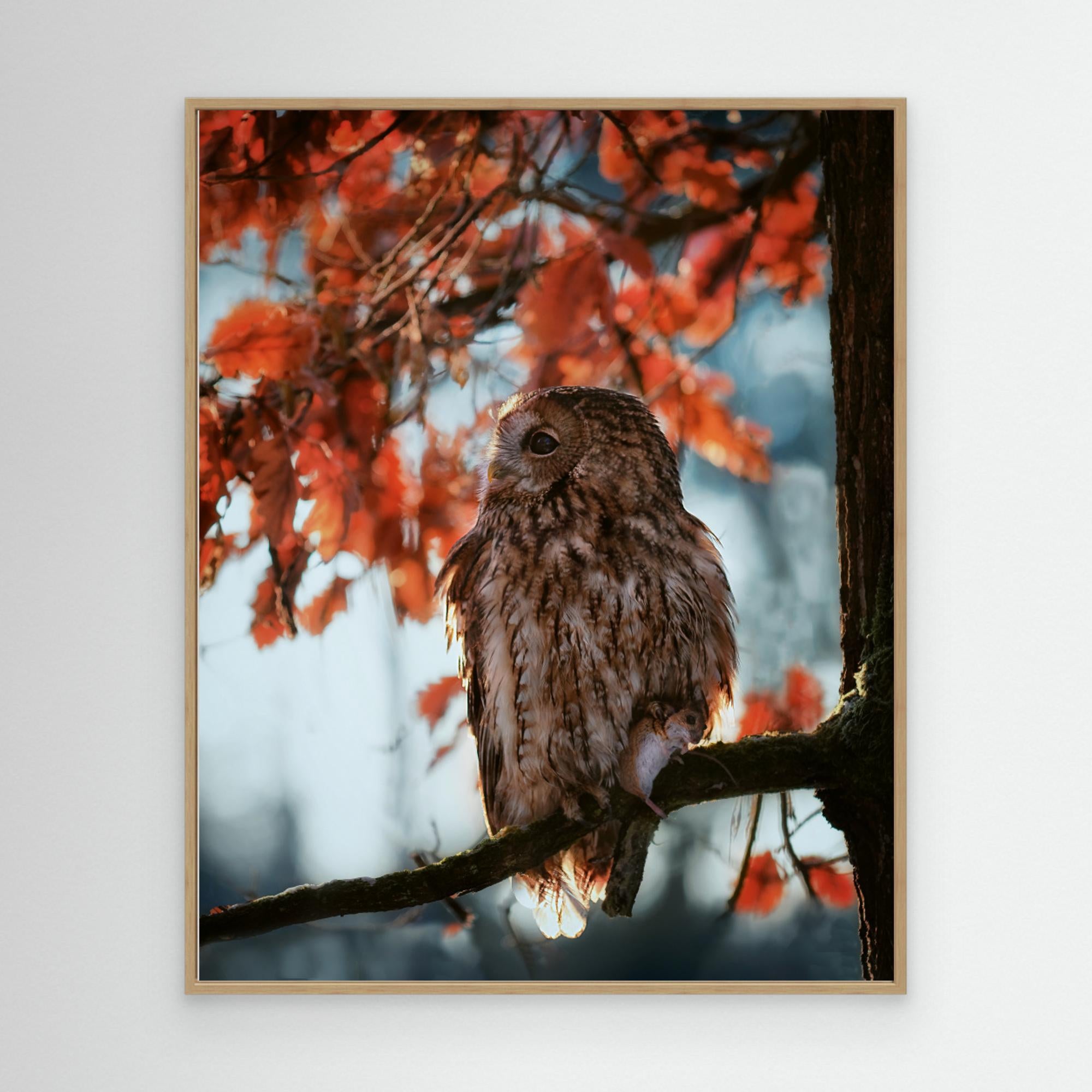 Resting owl with prey by Michaela Firešován Canvas