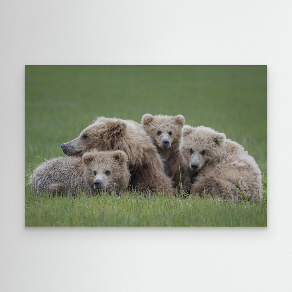 Bear Huddle by Renee Doyle Canvas