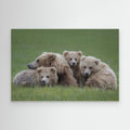 Bear Huddle by Renee Doyle Canvas