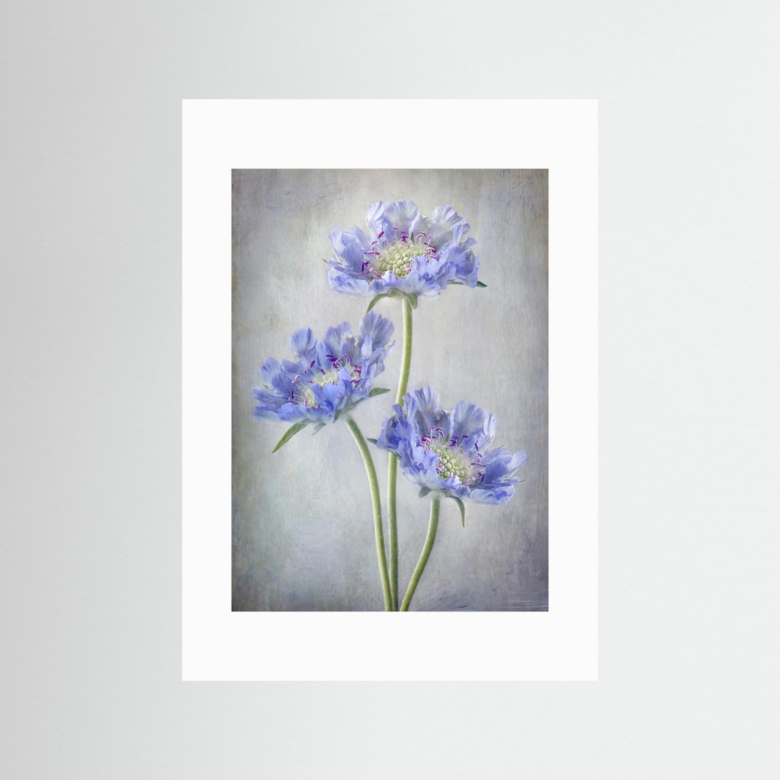 Scabiosa by Mandy Disher