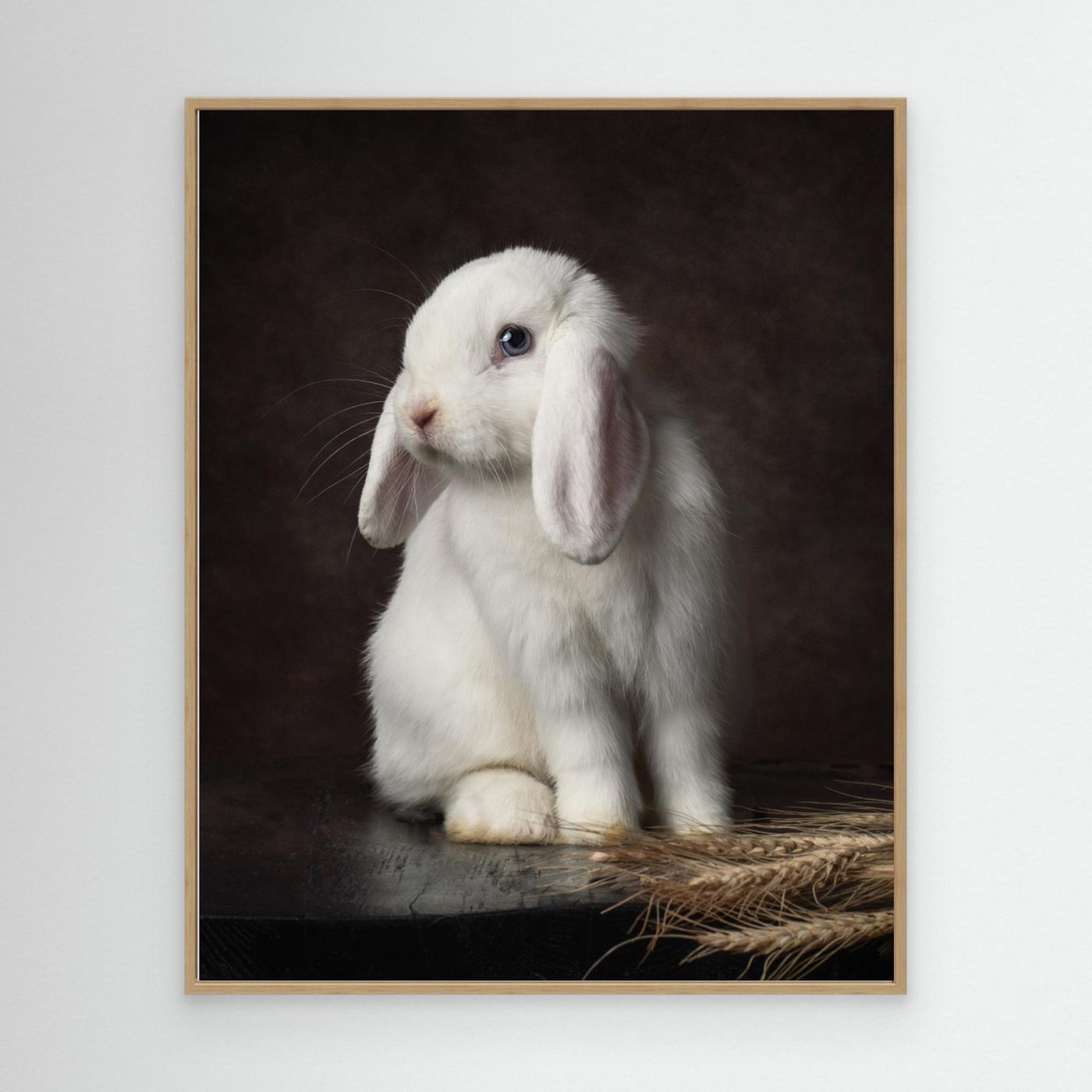 Timeless Portrait of Coco, the White Holland Lop Rabbit by Noa Nick Canvas