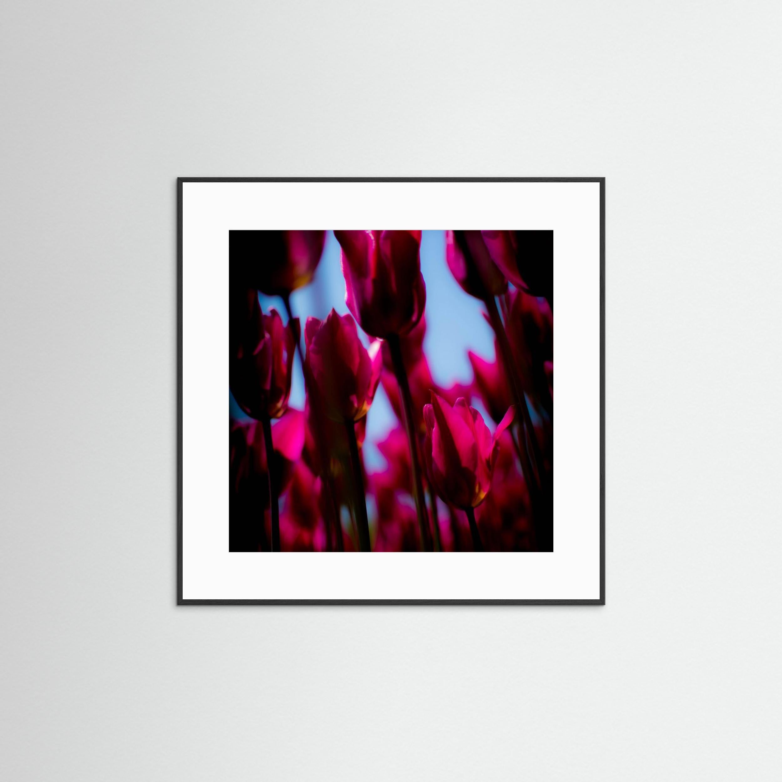 Purple Tulips by Pelin Atilla