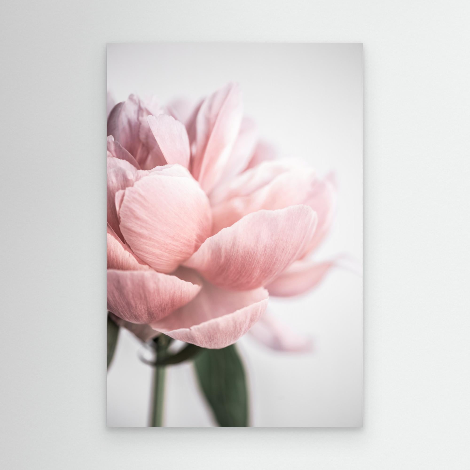 Peony 3 by Mareike Böhmer